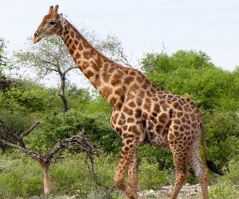 Giraffa