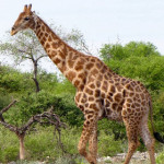 giraffa.jpg