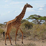 giraffa-masai.jpg