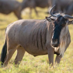 gnu.jpg