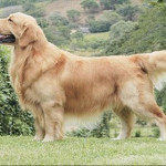golden-retriver.jpg