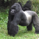 Gorilla