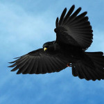 gracchio-alpino-1.jpg