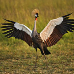 gru-coronata-africana-1.jpg