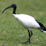 ibis-sacro.jpg