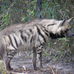 iena-striata.jpg