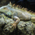 iguana.jpg