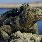 iguana-marina.jpg