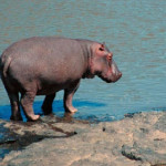 ippopotamo.jpg