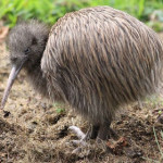 kiwi.jpg