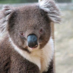 koala.jpg
