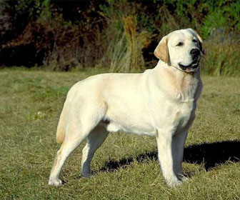 ? Le 10 razze di cani più adatte a vivere in casa