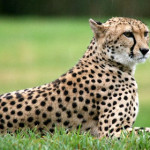 leopardo.jpg
