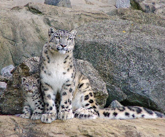 Leopardo delle nevi - Mille Animali