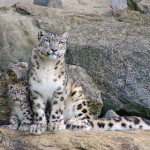 leopardo-delle-nevi.jpg