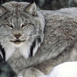 lince.jpg
