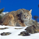 lince-rossa.jpg