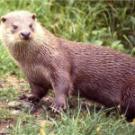 lontra.jpg