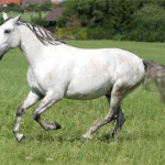lusitano-1.jpg