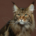 maine-coon.jpg