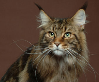 Maine coon