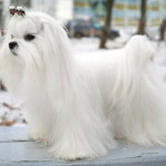 maltese.jpg