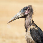 marabu-2