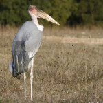 marabu-africano.jpg