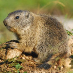 marmotta.jpg