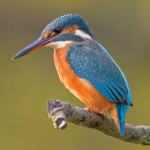martin-pescatore-comune-10.jpg