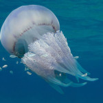 meduse.jpg