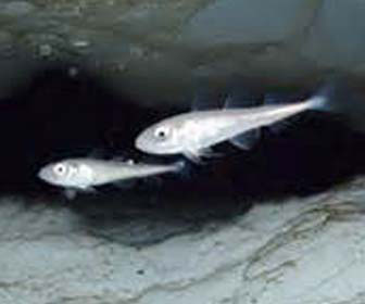 Merluzzo dell’artico