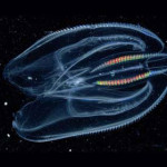 mnemiopsis-leidyi.jpg