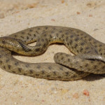 natrice-tassellata.jpg