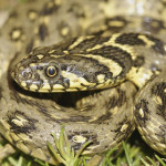 natrice-viperina.jpg