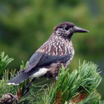 nocciolaia-1.jpg
