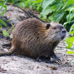 nutria.jpg
