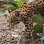 ocelot.jpg