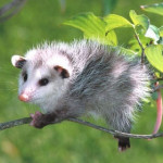 opossum.jpg