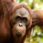 orango-del-borneo.jpg