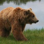orso-bruno.jpg
