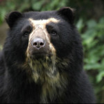 orso-dagli-occhiali.jpg