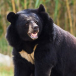 orso-dal-collare.jpg