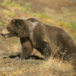 orso-grizzly.jpg