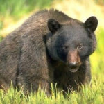 orso-nero-americano.jpg