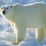 orso-polare.jpg