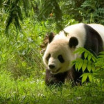panda-gigante.jpg