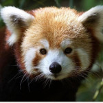 panda-minore-1.jpg