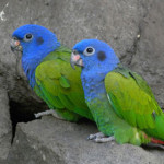 pappagallo-testablu.jpg