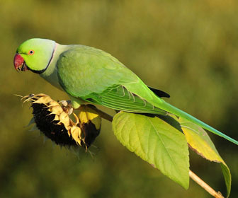 JR FARM Mangime Per Pappagalli - Alimento Naturale 1kg Per Parrocchetti